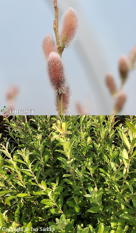 Salix gracilistyla 'Mt Aso', mirrinpaju